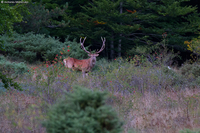  Red deer / Cervo nobile (Cervus elaphus)