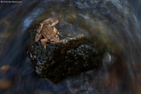 Agil frog / Rana agile  (Rana dalmatina)