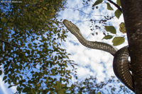 Aesculapian snake / Saettone occhirossi - (Zamenis lineatus)